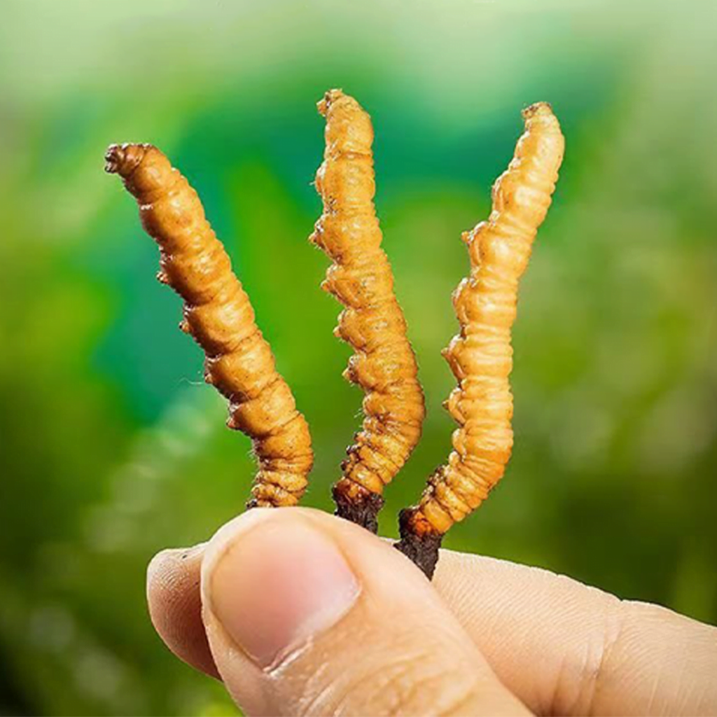 Đông Trùng Hạ Thảo Tây Tạng Nguyên Con Tươi Size 0.5 Gr/ Con