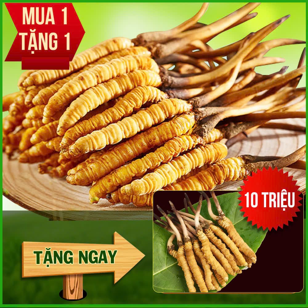 Đông Trùng Hạ Thảo Tây Tạng Nguyên Con Tươi Size 0.6 Gr/ Con