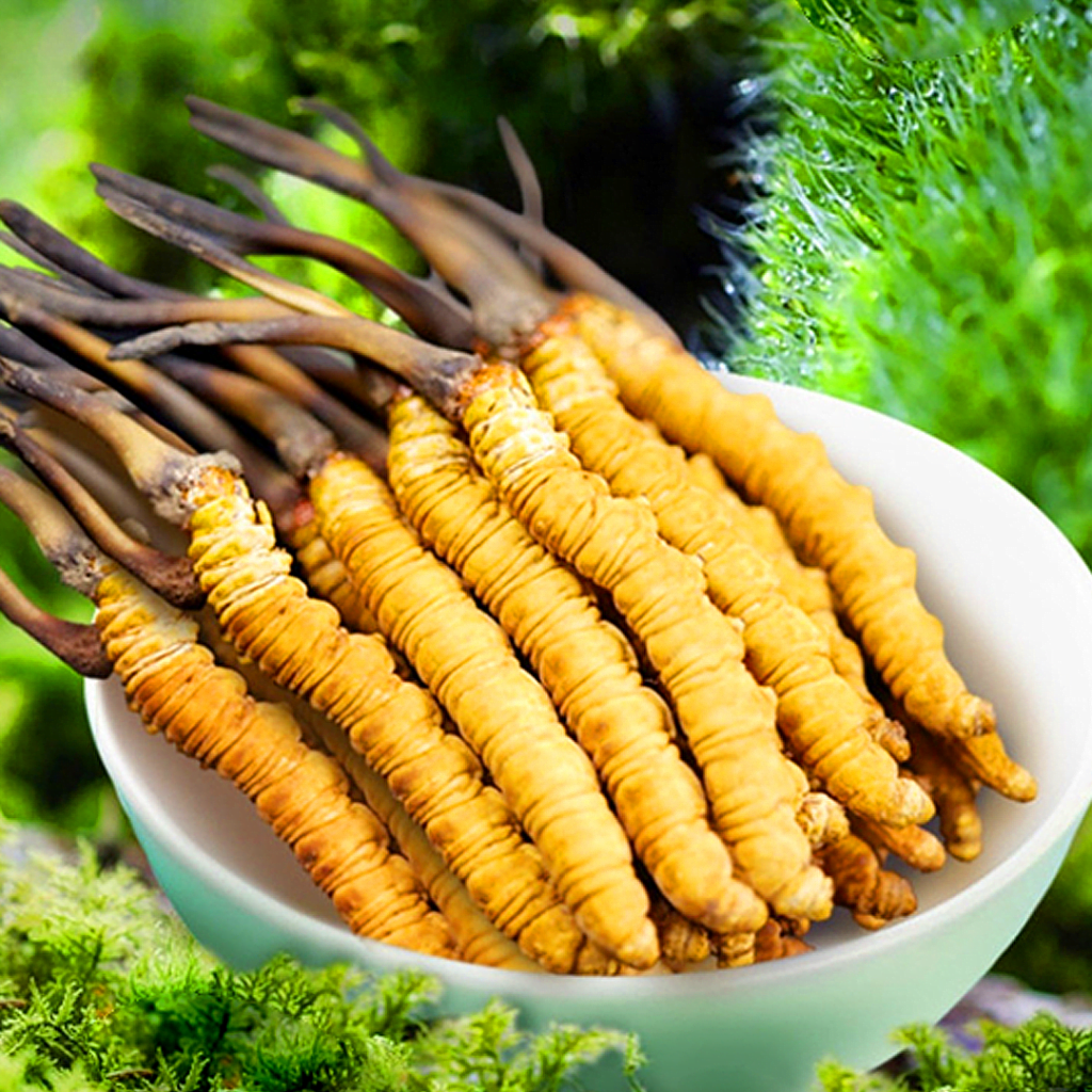 Đông Trùng Hạ Thảo Tây Tạng Nguyên Con Tươi Size 1.4 Gr/ Con