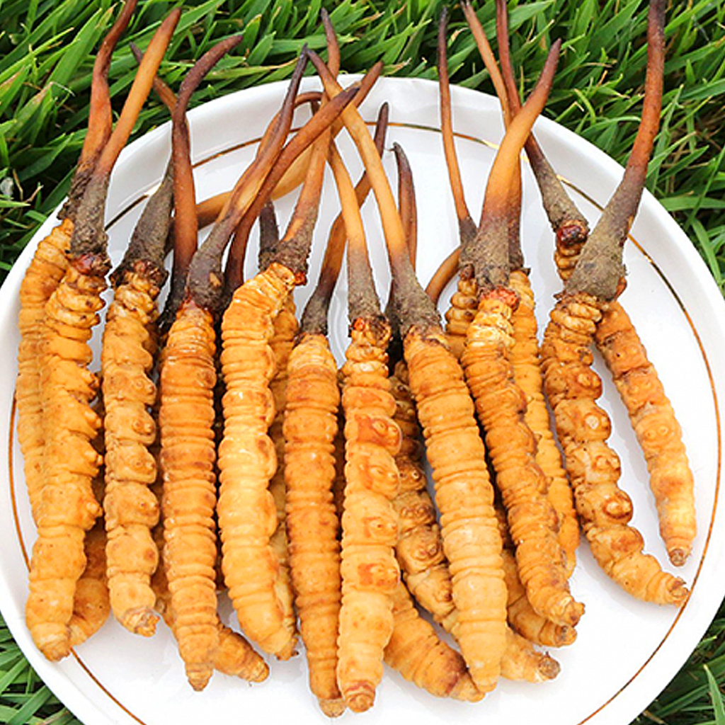 Đông Trùng Hạ Thảo Tây Tạng Nguyên Con Tươi Size 0.8 Gr/ Con