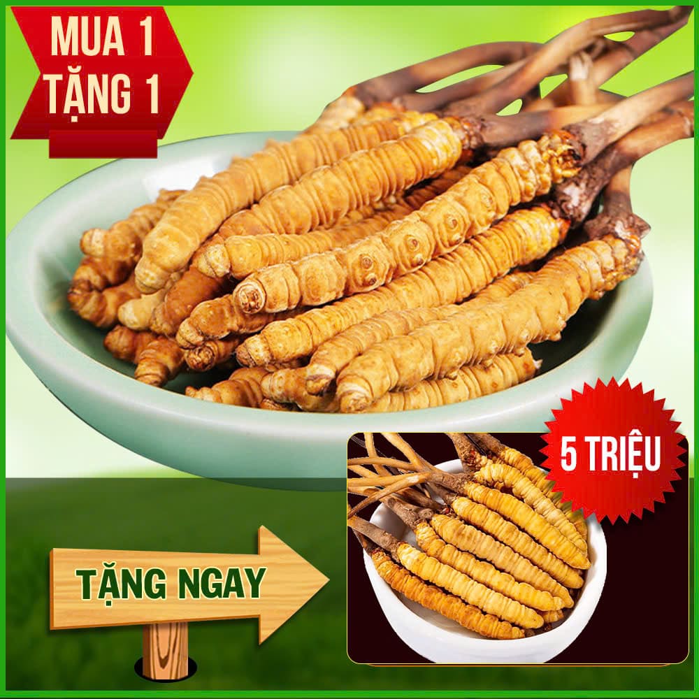 Đông Trùng Hạ Thảo Tây Tạng Nguyên Con Tươi Size 0.9 Gr/ Con