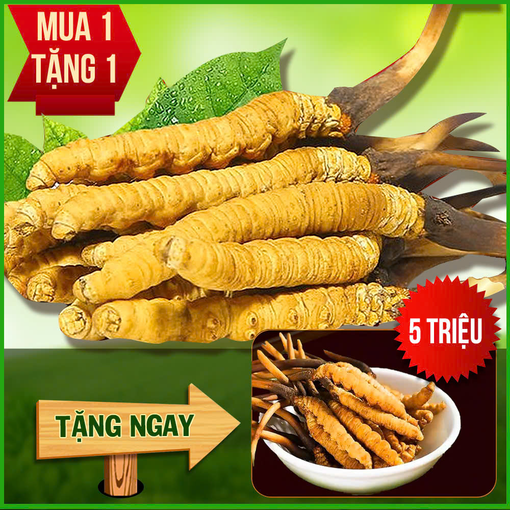Đông Trùng Hạ Thảo Tây Tạng Nguyên Con Tươi Size 1 – 1.2 Gr/ Con
