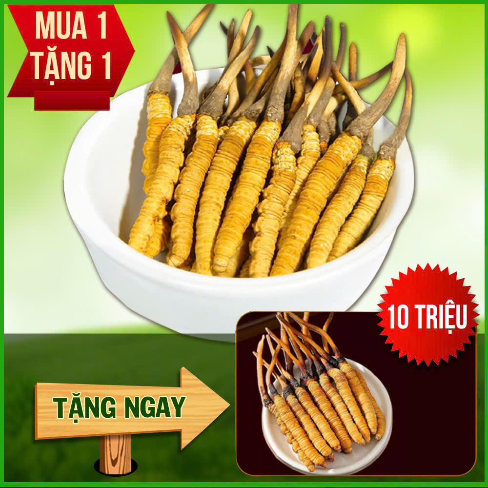 Đông Trùng Hạ Thảo Tây Tạng Nguyên Con Tươi Size 1.5 – 2 Gr/ Con