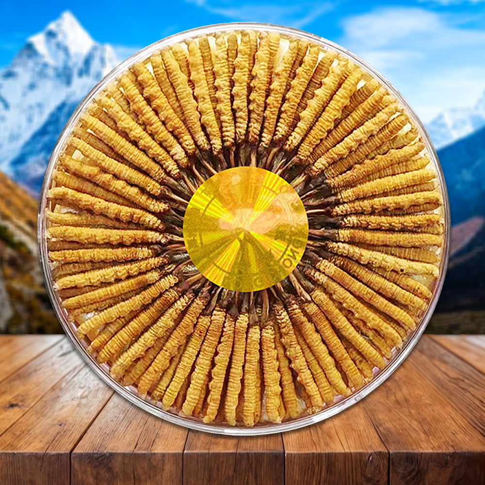 Đông Trùng Hạ Thảo Nepal Loại VIP1 Hộp 100g Size180