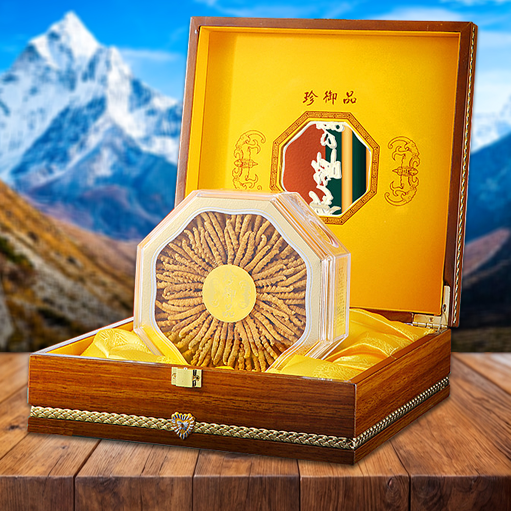 Đông Trùng Hạ Thảo Nepal Loại VIP1 Hộp 100g Size300