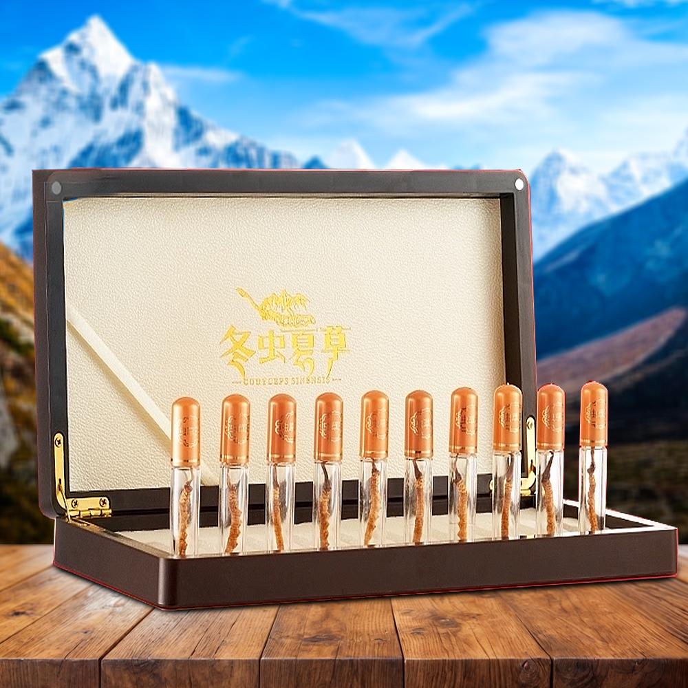 Đông Trùng Hạ Thảo Nepal Loại VIP1 Hộp 5g Size300