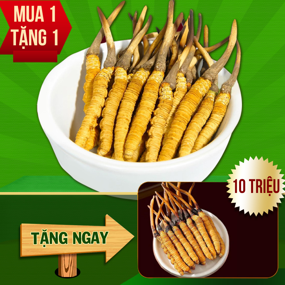 Đông Trùng Hạ Thảo Tây Tạng Nguyên Con Tươi Size 1.5 – 2 Gr Con